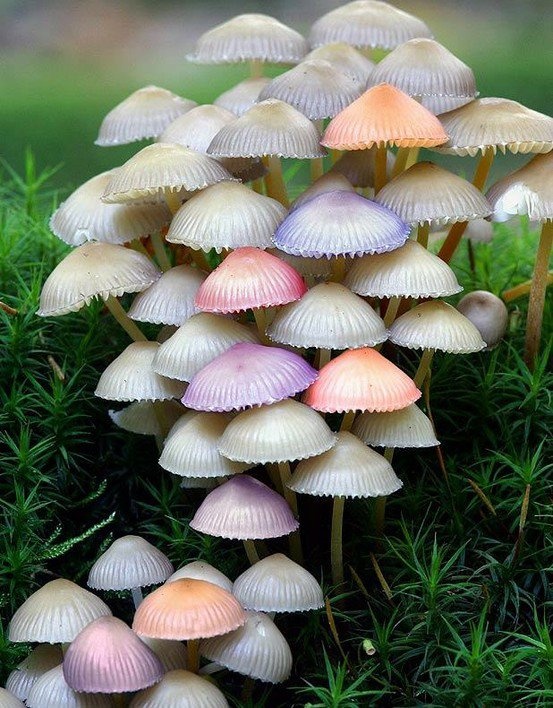 Photo:  Umbrella Mushrooms